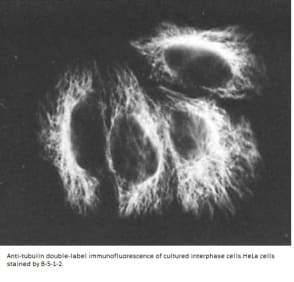 Image for Anti-Alpha Tubulin [B-5-1-2]