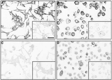 Clone 17/2 used to detect immunoreactivity with FS288 by IHC-P. Immunolocalization of FS315 and FS288 to PC3 and LNCaP cell lines. Positive immunoreactivity for FS315 localized to the cytoplasm of the epithelial tumor cell lines LNCaP (A) and PC3 (B) using H10 antibody, no immunoreactivity was present if the antibody was preabsorbed with FS315 peptide (inset A, inset B). Mouse IgG antibody controls were negative (inset C, inset D). Source: Praticò et al. 2004. Chem Phys Lipids. 128(1-2):165-71. PMID: 15037161.
