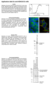 Image for Anti-HDAC6-D1 (236) mouse monoclonal antibody (D1 domain-specific)