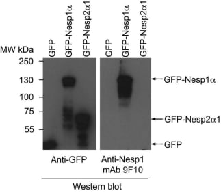 HEK293 cells transiently expressing GFP alone, GFP fused to a small Nesp2 isoform (Nesp2a1) or to a Nesp1 isoform (Nesp1a). The small Nesp1 isoform contains the ~300 residue Nesp1 polypeptide that was employed in the immunogen. Total cell lysates were analyzed by western blot employing either a rabbit anti-GFP or culture supernatant from the anti-Nesp1 hybridoma clone (9F10). The antibody is specific for Nesp1.