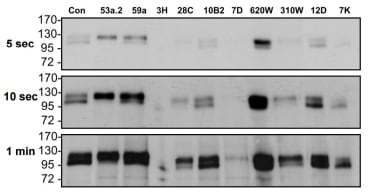 avb6 was immunoprecipitated with rat mAbs and western blotted for B6 with C19 antibody. Film was then exposed for different time exposures. The control (Con) lane was DX3puroB6 lysate. 59A, 10B2, 620W and 12D shows a very good result in revealing the double band for β6 by 5 seconds and 53a2 shows only the upper band of B6. By 1 minute most rat mAbs reveal a B6 immunoprecipitate. Data are from one of three separate experiments.