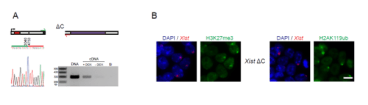 Figure 1 – Xist-TetOP ΔC XY ESCs (source: Bousard et al., 2019 PMID: 31356285)
A	Deletion mapping by Sanger sequencing and expression analysis across the deleted region; the scheme represents only the first exon of Xist, red arrows indicate forward primers, and green arrows represent reverse primers; the primer on the left is the sequencing primer for each mutant; B means PCR blank.
B.	Representative image of combined immunofluorescence (IF for H3K27me3 or H2AK119ub (green) with RNA FISH for Xist (red) in Xist ΔC mutant at day 2 of differentiation in DOX conditions; blue - DAPI staining; scale bar: 10 μm


