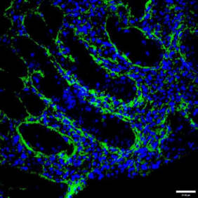 Human colon rectal tissue. Positive staining for EMILIN-2 (green). In blue nuclear staining. Scale bar: 37.00 µm.
