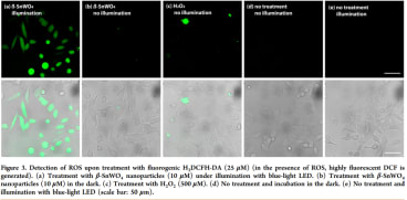 Image for Tin Tungstate Nanoparticles β-SnWO4 small molecule (tool compound)