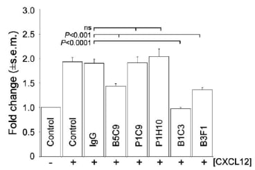 The chemotactic migration exhibited by differentiating WT-ES cells towards CXCL12 was abolished in the presence of the m5T4 specific mAb B1C3 (10 mg) but not in presence of mAb P1C9 or P1H10 (10 mg) or an irrelevant control antibody (10 mg). MAbs B3F1 and B5C9 (10 mg) reduced the chemotactic response. (2 = no CXCL12, + = 10ng CXCL12). Chemotaxis was assessed using transwell chambers.	
(Southgate et al. 2010. PLoS One. 5(4):e9982. PMID: 20376365)