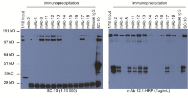 Western blotting using HRP-conjugated mAb 12.1. SNU5 cell lysate was used for immunoprecipitation. SC-10 (rabbit polyclonal) is a control.