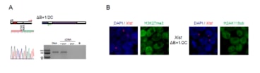 Figure 1 – Xist-TetOP ΔB+1/2C XY ESCs (source: Bousard et al., 2019 PMID: 31356285).
A.	Deletion mapping by Sanger sequencing and expression analysis across the deleted region; the scheme represents only the first exon of Xist, red arrows indicate forward primers, and green arrows represent reverse primers; the primer on the left is the sequencing primer for each mutant; B means PCR blank.
B.	Representative image of combined immunofluorescence (IF for H3K27me3 or H2AK119ub (green) with RNA FISH for Xist (red) in Xist ΔB+1/2C mutant at day 2 of differentiation in DOX conditions; blue - DAPI staining 
