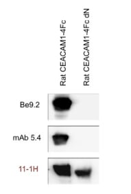 Western Blot