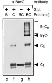 Adapted from Eggleston et al. 1997. Cell; 89(4):607-17. PMID: 9160752. Figure. RuvC (0.5 μg) was mixed as indicated and cross-linked with glutaraldehyde (+) as described in Experimental Procedures. Proteins were denatured  and separated on a 10% SDS–polyacrylamide gel. They were then transferred onto a membrane and probed with polyclonal antibody against RuvC (lanes e–h).
