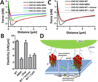 N-glycosylation of DC-SIGN contributes to a more resistant adhesion site. (A) Zoom in to the averaged FD-curves of CHO cells expressing DC-SIGN-WT, DC-SIGN-N80A, DC-SIGN-ΔCRD, and DC-SIGN-ΔRep of Fig. 5B. Dotted lines indicate semi-linear fits to the slope before of the retraction curve until maximum force is reached at Fmax (i.e., contact region) from averaged retraction FD-curves DC-SIGN-WT and DC-SIGN-N80A. (B) The elasticity for cells expressing the different DC-SIGN-constructs, CHO-DC-SIGN-WT treated by lactose or CytD; measured by fitting the linear slope presented in (A). (C) Averaged FD-curves of CHO-DC-SIGN-WT cells untreated, cultured for 24 h in 100 mM lactose, or treated with 10 µM of the actin polymerization inhibitor CytD compared to CHO-DC-SIGN-N80A cells (N ≥ 15 cells; N ≥ 80 FD-curves). (D) Cartoon depicting the interaction between C. albicans and DC-SIGN and the role played by the N-glycans in strengthening pathogen-binding. When DC-SIGN nanoclusters bear N-glycans (1), they can laterally interact with transmembrane proteoglycans such as CD44, through galectin-mediated cross-linking. Molecules such as CD44 are almost stably associated with cortical actin, thus providing a structural scaffold that might facilitate DC-SIGN-actin interactions. The absence of the N-glycans (such as in N80A or after lactose treatment) prevents DC-SIGN-galectin interaction (2), thus hampering the possibility to firmly link to the actin cytoskeleton. The N-glycan-galectin network at the outer leaflet of the plasma membrane and, therefore, adds an extra level of binding strengthening during DC-SIGN-pathogen interactions, which is distinct yet connected to the cortical actin polymerization. Taken from Te Riet J, Joosten B, Reinieren-Beeren I, Figdor CG, Cambi A. N-glycan mediated adhesion strengthening during pathogen-receptor binding revealed by cell-cell force spectroscopy. Sci Rep. 2017;7(1):6713. Published 2017 Jul 27. doi:10.1038/s41598-017-07220-w