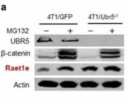 Adapted from Song M, Wang C, Wang H, Zhang T, Li J, Benezra R, Chouchane L, Sun YH, Cui XG, Ma X. Targeting ubiquitin protein ligase E3 component N-recognin 5 in cancer cells induces a CD8+ T cell mediated immune response. Oncoimmunology. 2020 Apr 14;9(1):1746148. doi: 10.1080/2162402X.2020.1746148. PMID: 32363114; PMCID: PMC7185213. Potential immunogens and interacting partners controlled by UBR5. (a) Protein expression of Raet1e in WT vs. Ubr5−/- 4T1 cells treated with MG132 or not, by Western blot analysis. 