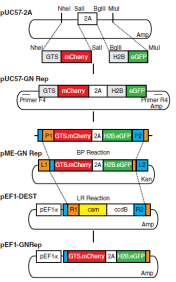 GN reporter cassette was generated by subcloning the nucleus and the Golgi complex reporter sequences into the pUC57-2A plasmid. This plasmid codes for the GTS-mCherry and the H2B-GFP sequences. The pUC57-GNrep was used to generate a pME-GNrep and subsequently the pEF1-GNrep plasmid, by Gateway cloning, using the pEF1-DEST as a destination vector.