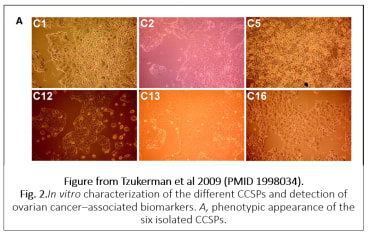 Image for CCSP C12 Human Ovarian Cancer subpopulation cell line