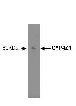 Image for Anti-Cytochrome P450 4Z1 [N7-P2G5*D8]