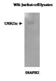 Western blot analysis using Anti-DIAPH2 clone V78P3C10*D3.