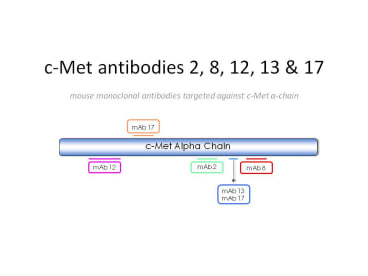 Epitope position on molecule