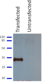 Western blotting on a lysate prepared from Cos-7 cells transfected or mock-transfected with a plasmid containing the M1 open reading frame.