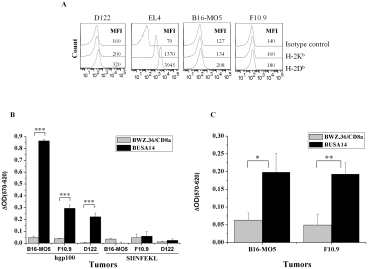 BUSA14 are activated by hgp10025–33 and mgp10025–33 presented on melanoma cell lines.

A. B16-MO5, F10.9, D122 and EL4 tumor cell lines were analyzed by flow cytometry with monoclonal antibodies to H-2Kb and H-2Db to analyze MHC-I membranal expression. MFI values are presented in the figure. B. Twenty thousand B16-MO5, F10.9 and D122 cells were loaded with 30 µg/ml hgp10025–33 or SIINFEKL peptides. Cells were washed and co-incubated with 6×104 BUSA14 and BWZ.36/CD8α for 12 hours. Cells were then lysed and β-Gal enzymatic activity was monitored with CPRG. Cultures with D122 served as reference for CPRG background levels. Representative results (1 of 3 experiments) are presented as ΔOD (sample OD-background OD) measured after 12 hours. C. Sixty thousand BUSA14 and BWZ.36/CD8α cells/well were incubated overnight, in triplicates, with 2×104 B16-MO5, F10.9 or D122 tumor cell lines. Representative results (1 of 2 experiments) are presented as ΔOD (sample OD-background OD) measured after 24 hours. Statistical analysis was done using student T test (*p<0.05, **p<0.01, ***p<0.001).