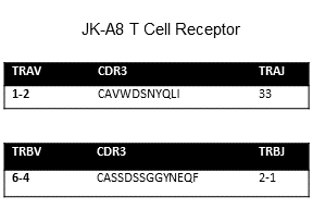 Image for Immorta-MAIT CD4+ T cell clone JK-A8 cell line