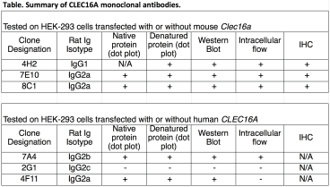 Image for Anti-CLEC16A [4F11] monoclonal antibody
