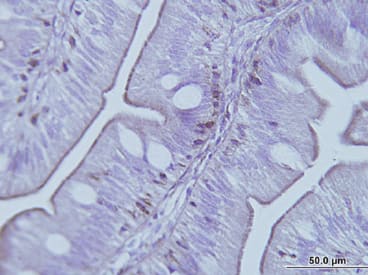 Immunohistochemistry image showing positive staining of Anti-TCPb [F39P7F11] in Gilthead Sea Bream (Sparus aurata). BLAST analysis has shown that peptide immunogen used to develop Anti-TCPb [F39P7F11] is 100% identical in most vertebrates including fish. Immunohistochemistry was performed on the anterior intestine of Gilthead Sea Bream (Sparus aurata). Positive staining was observed in the base of the epithelium (the brush border).  
