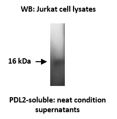 Western blotting was performed on Jurkat cell lysates using anti-PDL2 (soluble form) [Z64P2D3*H4]. Protein of the expected size were detected.