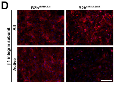 Monolayers of B2bshRNA.luc and B2bshRNA.Sdc1 cells were immunostained for the β1 integrin subunit (red) using all (clone AIIB2) or active conformation-specific (Anti-CD29 [12G10]) antibodies. Immunofluorescent images counterstained with Dapi (scale bar = 100 µm). Taken from Chen et al., 2009. PLoS One. 2009 Aug 10;4(8)