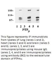 Image for Anti-PTPmu [BK2]