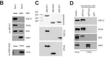 Adapted from Praekelt et al. 2012. Eur J Cell Biol. 91(3):180-91. PMID: 22306379. Figure. (B) Purified recombinant talin rod polypeptides (50 ng) spanning residues 489–911 (upper panel) or 2300–2542 (lower panel) were resolved by SDS-PAGE and either stained with Coomassie blue (coo) or analysed by Western blotting using talin Mabs 97H6, 93E12, 68E7, 121A as well as the commercial talin Mab 8d4 (Sigma). (C) The epitopes recognised by Mab 93E12 and 97H6 were further defined using recombinant talin1 rod polypeptides containing either residues 482–655 or residues 656–911. Mab 97H6 recognises the former while 93E12 recognises the latter. (D) Western blots of whole cell lysates from untransfected mouse embryo fibroblasts (40 μg protein) or lysates from cells expressing either GFP-talin1, GFP-talin2 or GFP alone (2.5 μg protein) probed with the talin Mabs indicated.