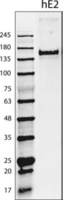 Western blot on recombinant protein obtained from supernatant of cells transduced with a human EMILIN-2 (hE2) adenoviral construct.