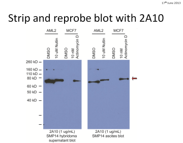 Strip and reprobe blot with 2A10
