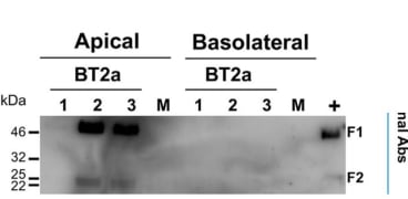 Adapted from Touzelet et al. 2020. Mol Cell Proteomics. 19(5):793-807. PMID: 32075873. Figure. Apical washes and basolateral medium collected at 96 hpi from infected cultures, and pooled samples from mock-infected cultures were analyzed individually by Western blotting (12 μl/lane). Immunoblot analyses was carried out using a monoclonal antibody specific for the matrix protein  fusion (F), followed by appropriate HRP-conjugated secondary antibodies for enhanced chemiluminescence detection.