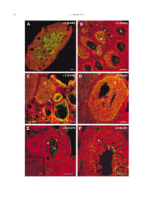 Adapted from Wright, CS, Becker, DL, Lin, JS, Warner, AE, & Hardy, K. (2001). Stage-specific and differential expression of gap junctions in the mouse ovary: connexin-specific roles in follicular regulation, Reproduction, 121(1), 77-88. PMID: 11226030. Distribution of connexin types within gap junctions of adult and prepubertal mouse ovarian follicles. Nuclei are stained with propidium iodide (red) and connexins are stained with fluorescein isothiocyanate (FITC) (green). (A) Immunolabelling of α1 connexin. (Cx43)-containing gap junctions with Gap 15 between granulosa cells of secondary follicles in the central region of a prepubertal ovary. (B) Immunolabelling (arrowhead) of α1 connexin with Gap 15 showing expression restricted to the granulosa (g) of inner secondary follicles (28) but not outer primary follicles (18) in a prepubertal ovary. (C) Immunolabelling of α1 connexin in an adult ovary with 1A in gap junctions between granulosa cells (g) at several different follicular stages, showing strong expression in large follicles (arrow) and weaker expression in smaller follicles (arrowhead) t: theca. (D) Immunolabelling of α1 connexin with Gap 15 in a large antral follicle from an adult ovary showing gap junctions between granulosa cells (g) but not thecal cells (t). (E) Immunolabelling of α4 connexin (Cx37) with anti-α4(DP) on the oocyte (o) surface (arrowhead) but not between granulosa cells (g) in an adult preantral follicle, and (inset) between granulosa cells in a larger follicle. (F) Immunolabelling of α4 connexin with Gap 23 between granulosa cells (g) in a large antral follicle of an adult ovary. Scale bars represent 50 µm.