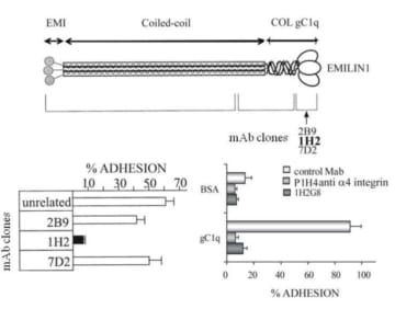 Schematic diagram depicting the epitope localization of three clones of anti EMILIN mAbs (from Spessotto et al., 2003). Bottom, left: cell adhesion to EMILIN1 in the presence of anti EMILIN1 mAbs (adapted from Spessotto et al., 2003). Bottom right: levels of cell adhesion to EMILIN1 gC1q domain in the presence of the anti-EMILIN1 mAb 1H2G8 or the anti-a4 integrin subunit mAb P1H4 (adapted from Spessotto et al., 2006).
