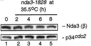 Adapted from Radcliffe et al. 1998. Mol Biol Cell. 9(7):1757-71. PMID: 9658169. Figure. ts nda3-1828 (DH12) Cell extracts (20 μg) were run in SDS-PAGE, and immunoblotting was performed with mouse anti-β-tubulin antibody (Sigma) (top) or anti-Cdc2 antibody as a loading control (bottom)