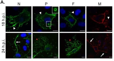 Adapted from El Najjar et al. 2016. PLoS Pathog; 12(9):e1005922. PMID: 27683250. Figure. HMPV infected BEAS-2B cells at 18 or 24 h.p.i., were fixed and processed for immunofluorescence stained with antibody against for HMPV N protein, P protein and F protein (hMPV24).