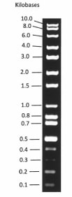 Image for Broad Range DNA Ladder