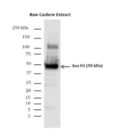 Western Blot detection of Ana O1 in Cashew protein extracts using a 1µg/ml dilution of Sheep Anti-Ana O1 affinity purified antibody (PINC Catalogue No. Sh1-050815-AP).