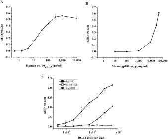 BUSA14 cells are efficiently activated by mouse and human gp10025–33 peptides.

DC2.4 cells were loaded with hgp10025–33 at doses ranging from 0.5 to 10000 ng/ml (A) or mgp10025–33 (10 to 50000 ng/ml)(B). Then co-cultured with BUSA14 for 12 hours. Cells were then lysed and β-Gal enzymatic activity was detected with CPRG. Representative results (1 of 3 experiments) are presented as ΔOD (sample OD-background OD) measured after 3 hours. C. Sixty thousand BUSA14 cells/well were incubated in triplicate overnight with serial dilutions of DC2.4 cells loaded with 50 µg/ml hgp10025–33 or mgp10025–33. SIINFEKL loaded DC2.4 cells were used as negative control. Assays were done as before and presented as ΔOD measured after 24 hours