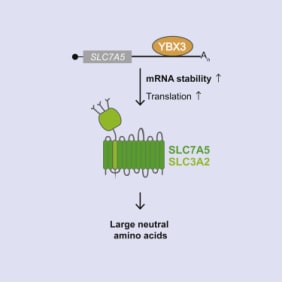 Image for HeLa Flp-In SLC7A5+SLC7A5 3′ UTR