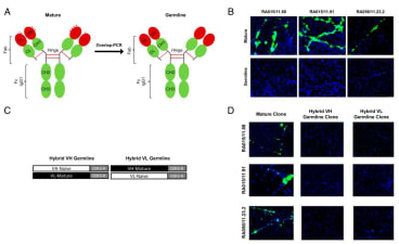 Figure 1. 
Immunoreactivity toward NETs of germline and hybrid clones. Schematic strategy to generate (A) germline VH and VL B cell clones and (C) hybrid VH or VL germline B cell clones. Representative pictures of PMA-stimulated neutrophils showing immunoreactivity toward NETs of (B) mature versus germline VH and VL RA-rmAbs (green) and (D) hybrid VH or VL germline RA-rmAbs (green). NETs were visualized by staining with DAPI (blue). Original magnification ×20.
PMID: 32221039