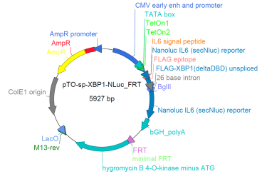 Schematic diagram of pTO-sp-XBP1-NLuc_FRT plasmid. Tet ON, tetracycline/doxycycline activator of transcription; bGH_polyA, bovine growth hormone polyadenylation signal; AmpR, gene for ampicillin resistance.