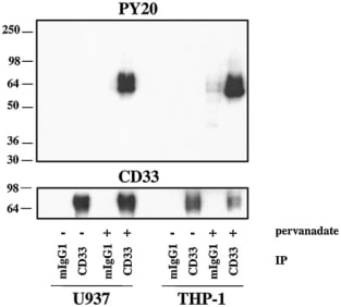 Adapted from Taylor VC, Buckley CD, Douglas M, Cody AJ, Simmons DL, Freeman SD. The myeloid-specific sialic acid-binding receptor, CD33, associates with the protein-tyrosine phosphatases, SHP-1 and SHP-2. J Biol Chem. 1999 Apr 23;274(17):11505-12. doi: 10.1074/jbc.274.17.11505. PMID: 10206955.Tyrosine phosphorylation of CD33 after pervanadate treatment. U937 and THP-1 cells were either treated with 1 mM pervanadate for 15 min at 37 °C (+) or left unstimulated (−). Lysates were precipitated (IP) either with mouse IgG1 control (mIgG1) or with anti-CD33, 1C7/1 (CD33), both antibodies precoupled to protein G-Sepharose. The immunoprecipitated proteins were separated by SDS-PAGE and analyzed by immunoblotting with anti-phosphotyrosine (PY20) or anti-CD33 (1C7/1+3D6/1).