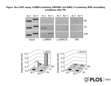 Adapted from Sacilotto et al. 2011. PLoS One. 6(8):e23318. PMID: 21858068. Figure. Nuc-ChIP assay of BRM-containing SWI/SNF and SNH2 h-containing ISWI remodeling complexes after PH.
The PCR bands were integrated by ImageJ software, the background (no antibody samples, NA) subtracted, normalized by dividing by their corresponding Input samples and represented as histograms at the bottom panel. The images are representative of at least three independent experiments.