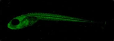 Immunostaining for FOXP3 using Anti-FOXP3, Polyclonal on whole-mount zebrafish embryo