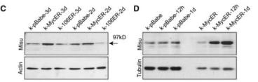 Adapted from Frye et al. 2006. Curr Biol; 16(10):971-81. PMID: 16713953 Figure. Western blots showing upregulation of Misu by activation of MycER in human keratinocytes (k) compared to controls (k-pBabe; k-106ER). Actin and tubulin served as loading controls.