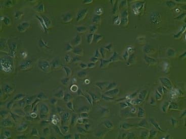 Image for SG01 Cell Line