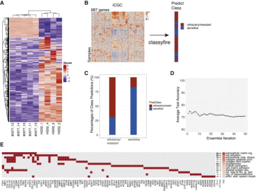 Fig 7. 
Multivariate Classification of Patient Response Based on Mouse Model Data

(A) Heatmap of 687 differentially expressed genes in 60577 (n = 5) versus HGS2 (n = 4) tumors (FDR < 0.0001, log fold change (FC) > |3|).

(B) Schematic of multivariate classification implemented with R package classyfire on ICGC data, using the 687 genes for the prediction of chemotherapy response. The 80 primary tumor samples of the ICGC dataset were used in this analysis.

(C) Bar plot illustrating the result of the classification ensemble accuracy on predicting class membership of previously unseen samples.

(D) Average test accuracy in relation to the number of support vector machine (SVM) ensembles used.

(E) Heatmap of the top GO biological processes enriched in the 687 genes (adjusted p < 0.05). adjp (adjusted p value), −log10; nAnno, number of genes in the gene set; nOverlap, number of overlapping genes between gene set and 687 gene list. Red squares denote genes in the top enriched GO processes. A maximum of 15 overlapping genes are shown for GO processes with nOverlap >15.
