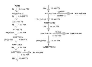 Figure 1. The family tree of A2780 cell sublines with acquired resistance to PTX. A2780 parental cell line and six sublines, chosen for further studies, are bolded. The schedule of PTX treatment for each cell line is described as e.g. (4+7+27)d* - 4 days of 2 nM PTX treatment, 7 days of recovery and 27 days of 2 nM PTX retreatment; totally 31 days of drug treatment were needed for cell adaptation to 2 nM PTX concentration. Reprinted from Szenajch J. et al. 2020. Int. J. Mol. Sci. 21(23): 9218. 