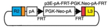 FRT‐PGK‐Neo‐pA‐FRT was used for its selection casette in the generation of the GNrep mouse line which can be used as a reporter mouse for front-rear cell polarity.